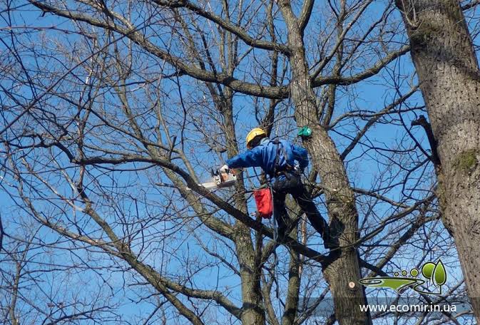 У Делятинській громаді штрафуватимуть за необрізані гілки